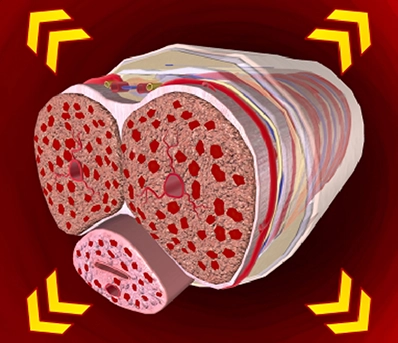 Enhanced Blood Flow